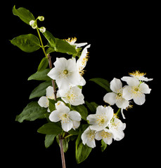 White jasmine flowers isolated on black background close-up.