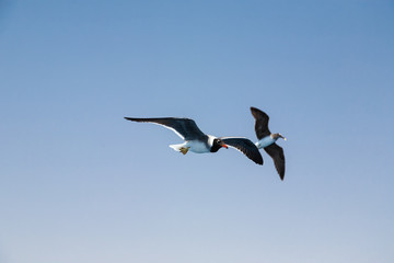 two seagulls with dark and straightened wings in flight