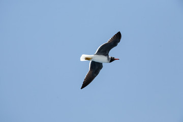 seagull with dark and straightened wings in flight