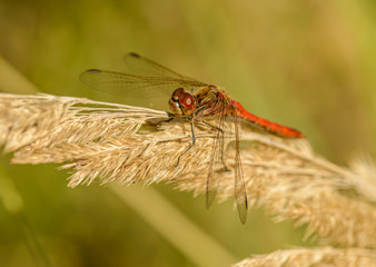red dragonfly sitting on dried grass