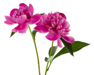 Pink peonies flowers isolated on white background close-up.