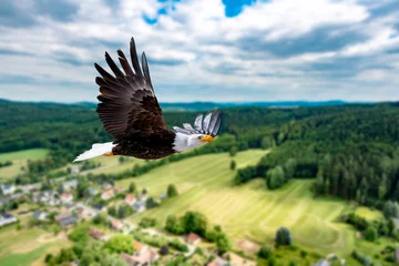 Fotobehang Goud Geel Adler fliegt in großer Höhe mit ausgebreiteten Flügeln an einem sonnigen Tag in den Bergen.  © Andreas Neßlinger