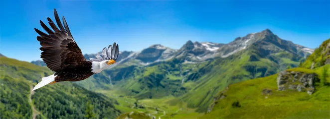 Foto op Canvas Eagle vliegt op grote hoogte met uitgestrekte vleugels op een zonnige dag in de bergen van de Alpen. © Andreas Neßlinger