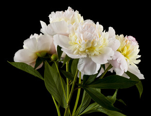 White peonies flowers isolated on black background close-up.
