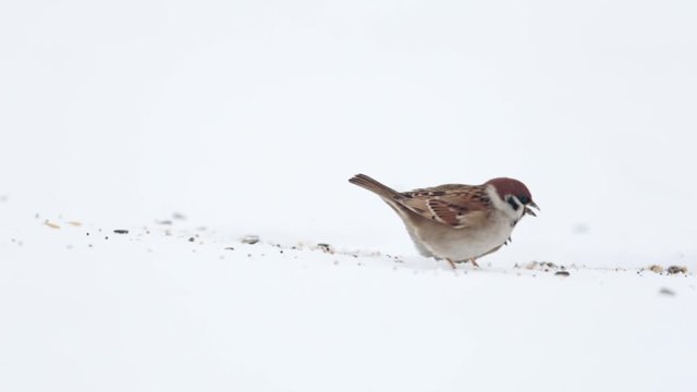 Eurasian tree sparrows (Passer montanus) eating seeds from snow ground. Isolated white background.