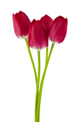 Flowers of red tulips isolated on a white background close-up.