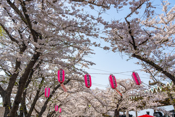 Kitakami Tenshochi Park cherry blossoms Matsuri festival in springtime season sunny day. visitors...