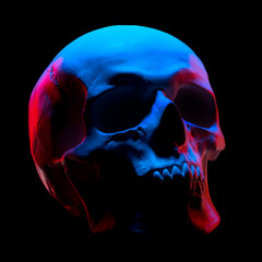 Front view of gypsum model of the human skull in neon lights isolated on black