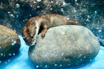 水中探索中のカワウソ