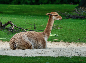 Vicunas, Vicugna Vicugna, relatives of the llama