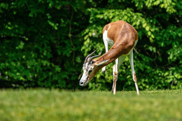Dama gazelle, Gazella dama mhorr or mhorr gazelle is a species of gazelle