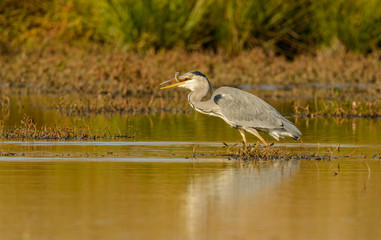 great blue heron with fish in beak