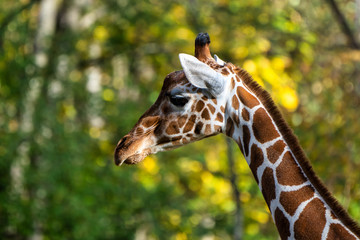 The giraffe, Giraffa camelopardalis is an African mammal