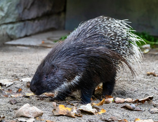 Indian crested Porcupine, Hystrix indica in a german zoo