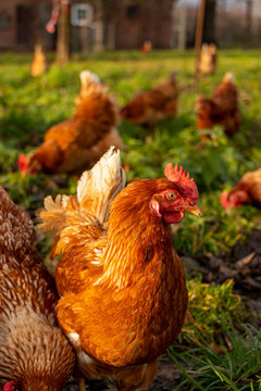 Free range organic chickens poultry in a country farm, germany