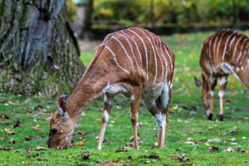 Nyala Antelope - Tragelaphus angasii. Wild life animal.