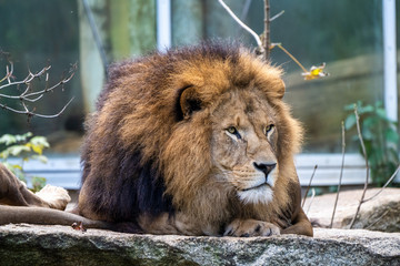 The lion, Panthera leo is one of the four big cats in the genus Panthera