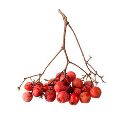 rowanberry on a white background