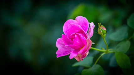 Beautiful pink rose in a garden, Coral rose flower in roses garden.