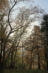 Abendstimmung im Wald