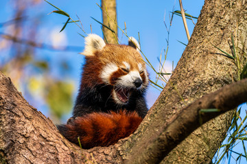 The red panda, Ailurus fulgens, also called the lesser panda.