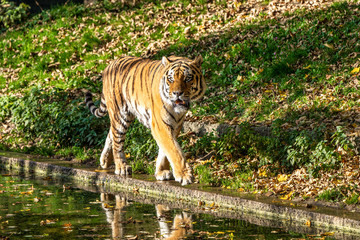 The Siberian tiger,Panthera tigris altaica in the zoo