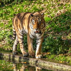 The Siberian tiger,Panthera tigris altaica in the zoo