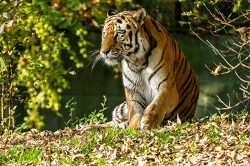 The Siberian tiger,Panthera tigris altaica in the zoo