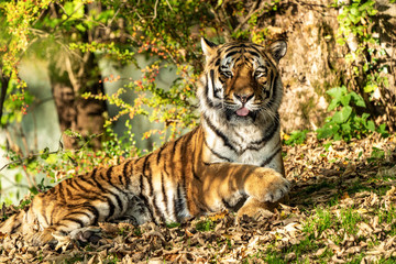 The Siberian tiger,Panthera tigris altaica in the zoo