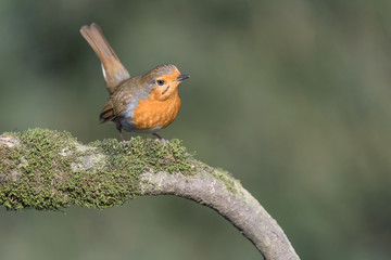 Portrait of European robin (Erithacus rubecula)