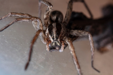 spider wolf in a native habitat