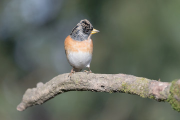 Fototapeta premium Portrait of Brambling in spring season (Fringilla montifringilla)