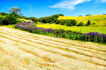 Extensive rural landscape with meadows, hedges and pastures (north Sardinia, Italy)).