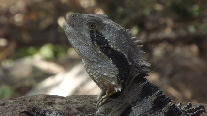 Bearded Dragon lizard