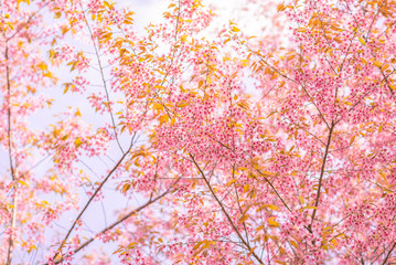 Wild Himalayan Cherry flower (Prunus cerasoides) Pink flower background from Chiangmai Thailand.