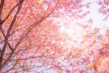 Obraz na płótnie Canvas Wild Himalayan Cherry (Prunus cerasoides), Pink sakura flowers in Thailand.