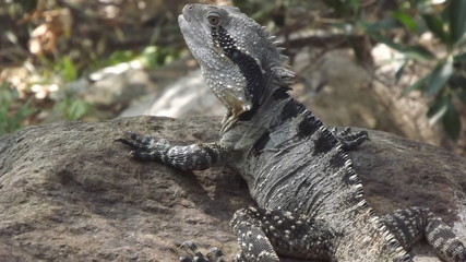 Bearded Dragon lizard