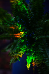 Fototapeta na wymiar Tropical fern leaves in a mysterious blue neon light on a blue background, copy text.