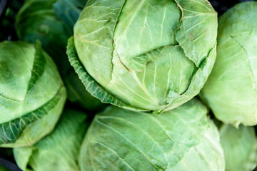 Harvesting cabbage. Fresh cabbage in black box.