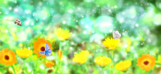 Blurred summer background with Marigold flowers field and butterflies in sunlight.