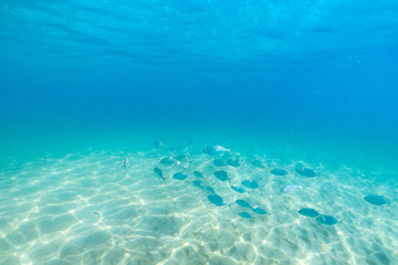 Fototapeta na wymiar group of fish swim in the clear sea.