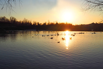 River landscaepe at sunset with water birds. River Serio near Bergamo, Italy.