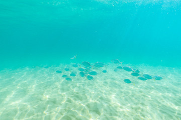 group of fish swim in the clear sea.