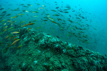 Fototapeta na wymiar group of fish swimming near a Shipwreck for a long time in Phang Nga province, Thailand.