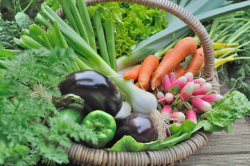 basket in a garden full of gresh vegetables just harvesting