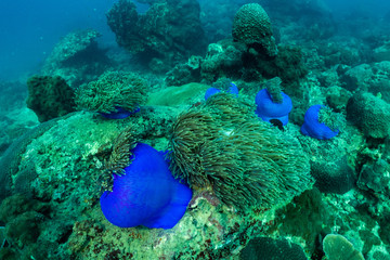underwater scene with coral reef and Beautiful clown fish in the sea anemone,Sea in southern Thailand.