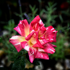 Red yellow flower of rose in the garden.