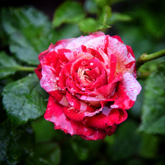 Pink rose in garden. Summer flower.