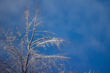 Snow capped tree and blue sky