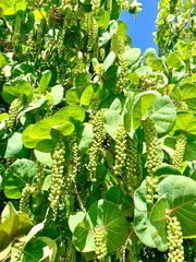 coccoloba, raisinier bord de mer, raisin de mer